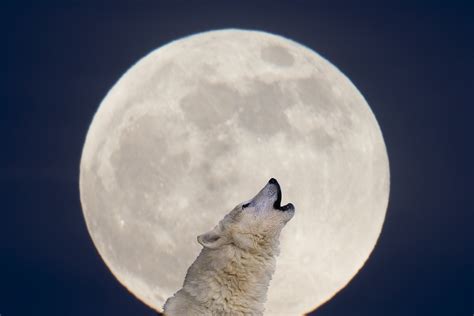 Wolf Moon 2023: How to see the January full Moon - BBC Science Focus ...