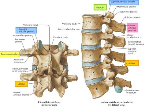 Vertebrae Anatomy : Cervical Vertebrae - Anatomy Pictures and ...