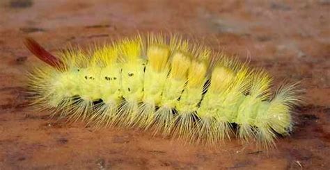 Yellow Caterpillars with Identification Guide and Pictures | Spiky ...