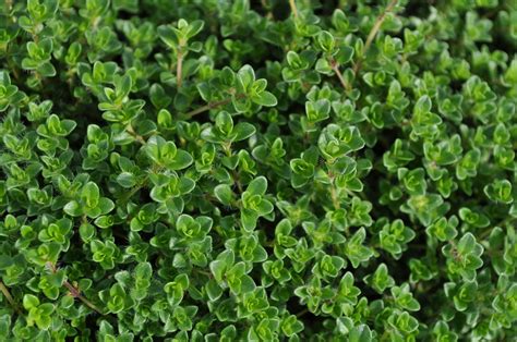 close up view of green plants with small leaves