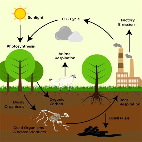 Carbon Cycle - Definition, Process, Diagram Of Carbon Cycle