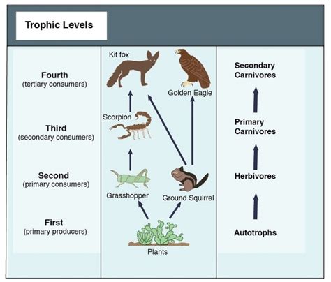 Food Web: Concept and Applications | Learn Science at Scitable