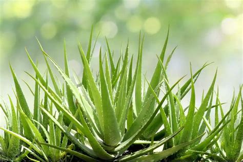 Aloe Vera Plants: Do They Need Full Sun? | A Comprehensive Guide - PlantHD