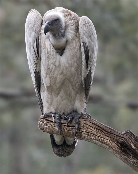 Definitive Guide To Cape Vulture Facts, Habitat, Conservation Status ...