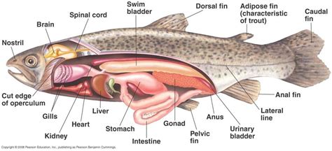 Perch Fish Dissection