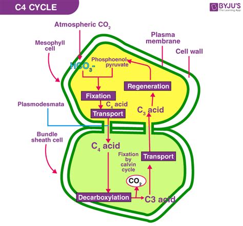 C4 Photosynthesis Cycle