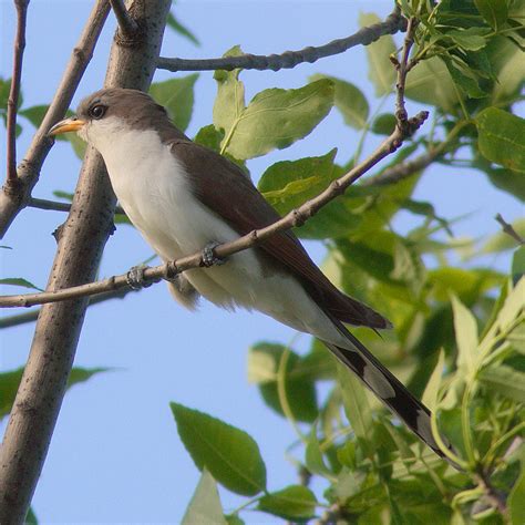 Yellow-billed cuckoo - Wikipedia