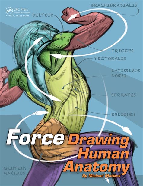 FORCE: Drawing Human Anatomy: 1st Edition (Paperback) - Routledge