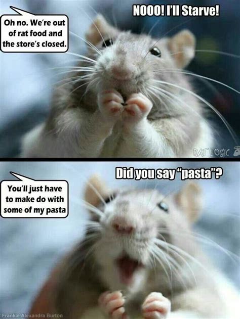 The Thing Is These Memes Of Rats Are Surprisingly Good | Bored Panda