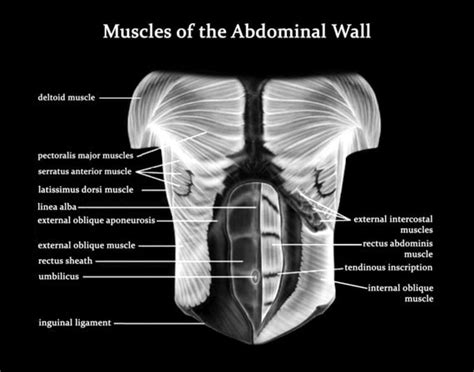 Chest And Abdominal Muscles Diagram / Diagram Of Abdomen Muscles ...