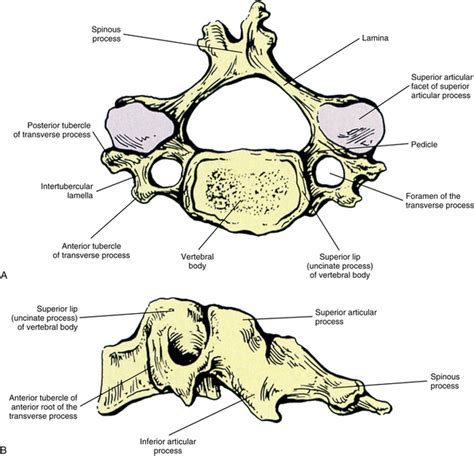 Diagram Of Typical Cervical Vertebrae