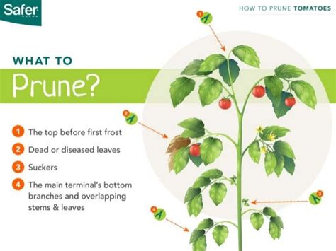 How to Prune Tomato Plants the Right Way