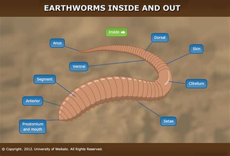 Earthworm Simple External Anatomy