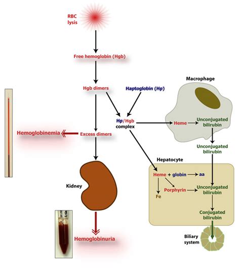 Intravascular hemolysis | eClinpath