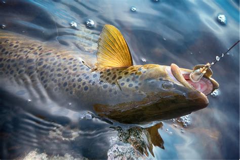 Fish on Hook | Garnet Hill Lodge, NY