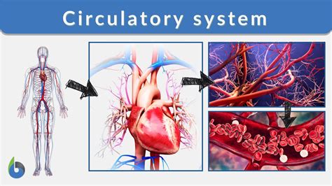 Circulatory system Definition and Examples - Biology Online Dictionary