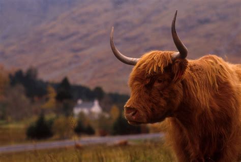 SCOTTISH FARM AND ESTATES TOUR | VisitScotland