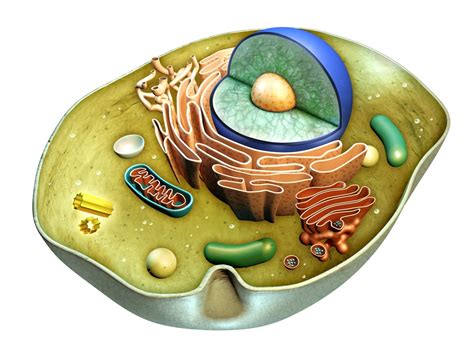 Animal Cell 3D Model – Definition, Parts, Structure, and Diagram in ...