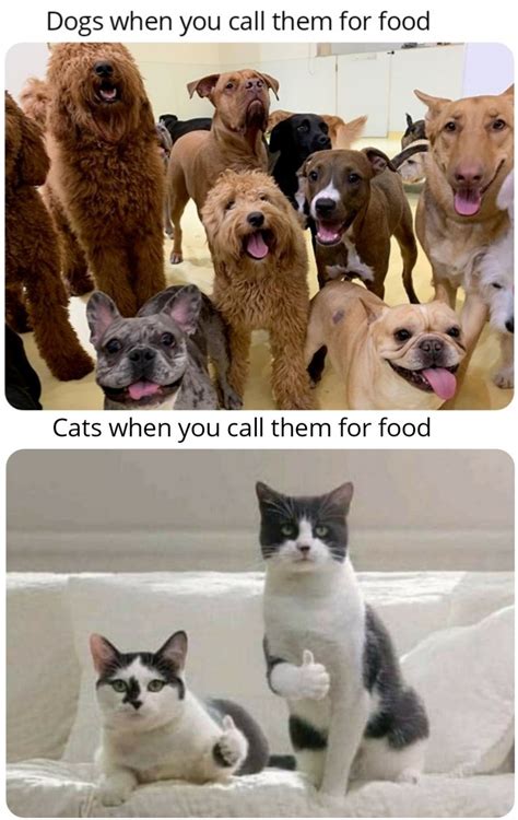 Cats vs dogs : r/memes