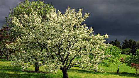 Flowering trees in Spring - Wallpapers