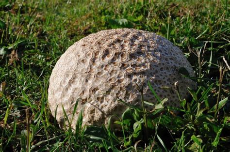 Giant Puffball Mushrooms: Identification, Foraging, and Recipes ...