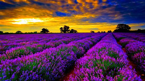 Download Purple Flower Fields Wallpaper | Wallpapers.com