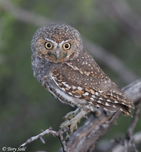 Elf Owl - Micrathene whitneyi - Photos - Photographs - Pictures