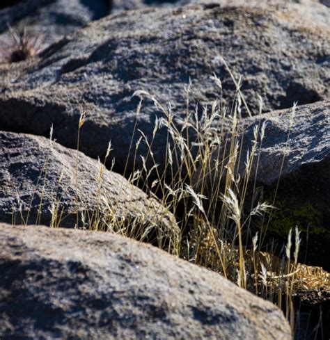 Desert Grass Free Stock Photo - Public Domain Pictures