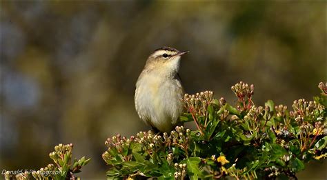 Sedge Warbler | BirdForum