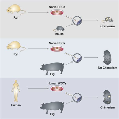 Scientists have created the first human-pig 'chimera' | WIRED UK