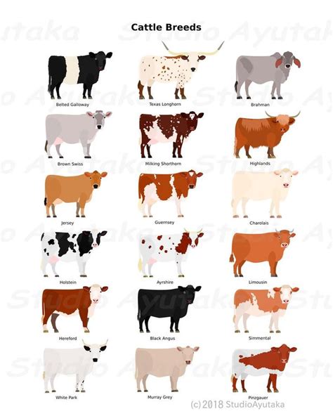 Various Breeds of Cows Chart, Svg, Png, Jpg - Etsy | Breeds of cows ...