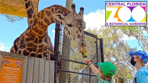 Central Florida ZOO Tour - Feeding a GIRAFFE & Petting Zoo Fun - Sony ...