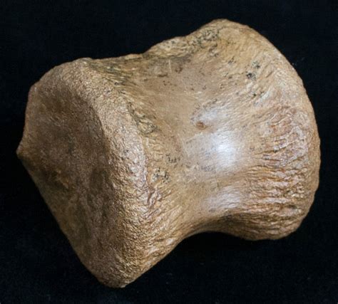 Nicely Preserved Pachycephalosaurus Vertebrae For Sale (#9939 ...