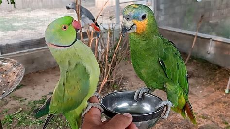 Indian Ringneck Parrot Greet Baby Amazon Parrot - YouTube