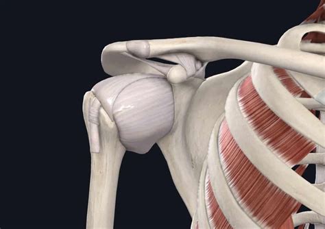 The Complete Guide to Shoulder Instability | Kinetic Labs