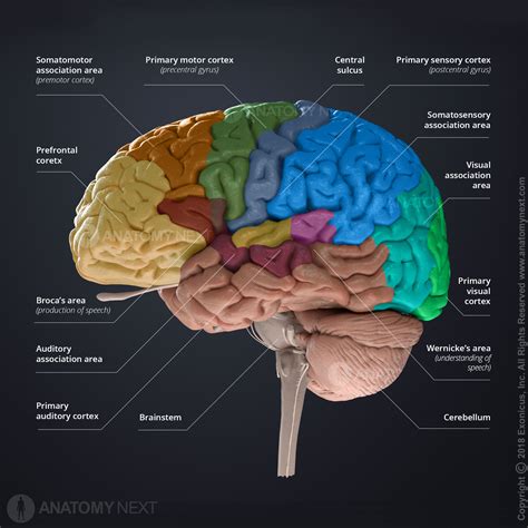 Brain | Encyclopedia | Anatomy.app | Learn anatomy | 3D models ...