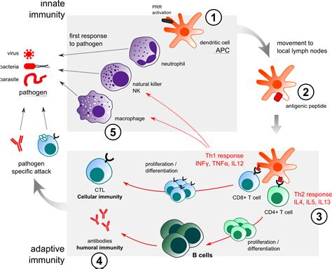 Adaptive Immunity Diagram