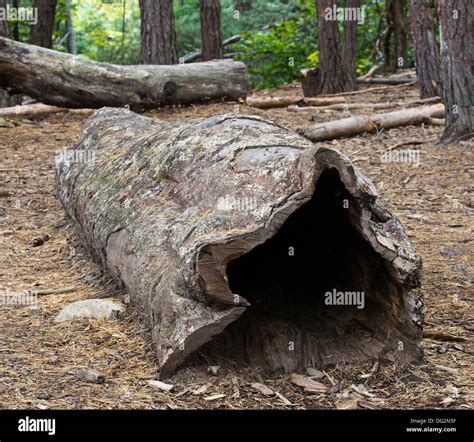 Hollowed out tree trunk hi-res stock photography and images - Alamy