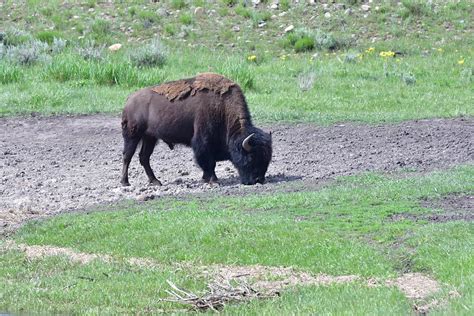 Bison Grazing Photograph by Connie Doherty - Fine Art America