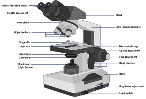 Brightfield Microscope: Principle, Parts, Applications