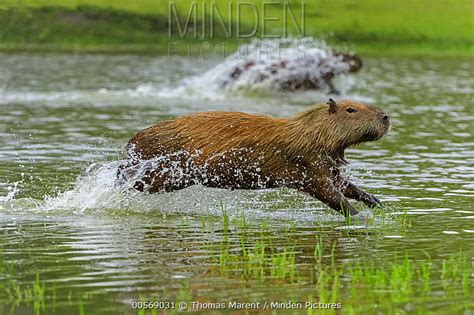 Capybara stock photo - Minden Pictures