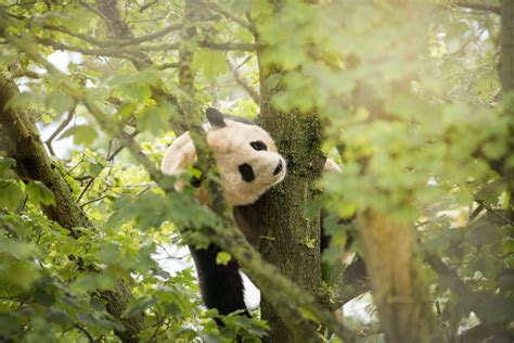 First pictures show panda in new habitat at Edinburgh zoo