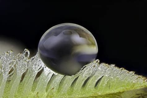 Superhydrophobic materials from nature | Feature | Chemistry World