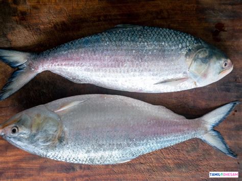 Hilsa Fish In Tamil-ஹில்சா மீன் நன்மைகள்