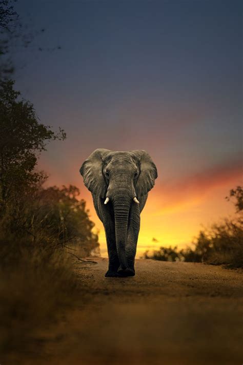 1000+ images about The famous Big 5 animals of Africa on Pinterest ...