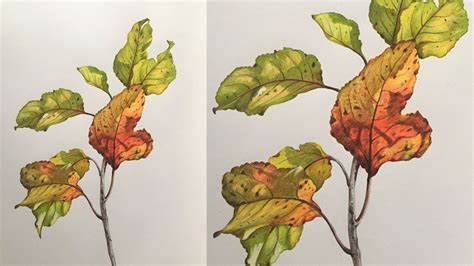 Leaves Drawing in Color Pencils | How to Draw Leaves | Camlin ...