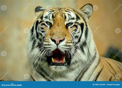 Closeup bengal tiger roar stock image. Image of danger - 286124249