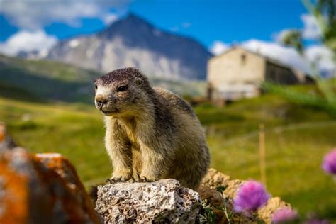 21 Wild Animals in Italy - christineabroad.com