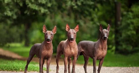 4 Most Famous Hairless Dog Breeds