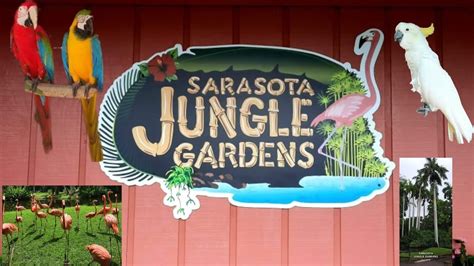 Sarasota Jungle Gardens-Sarasota, FL - YouTube